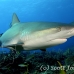 shark_reef_caribbean_ft_lbb_h_2182_bah2842.jpg